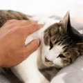 愛猫の死後に自分を責めてしまう…そんな飼い主さんに試してほしい対処法