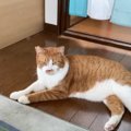 猫に『ねんねしようか？』と声をかけると…『驚きの展開』が話題となり306…