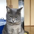 猫の気持ちが分からない飼い主がしているNGな態度５個