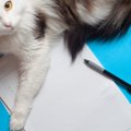 猫の緊急時に備えておくべき『連絡先』3つ　必要となるケースはどんな…
