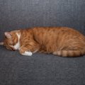 猫も『うつ病』になるの？4つの原因や症状