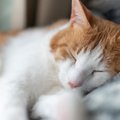 猫の『寝相が変化した』ときに考えられる理由3つ　放置しても大丈夫？…