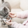愛猫の『介護』を始めるべき3つのタイミング　食事、トイレ…どんなサ…
