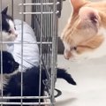 保護された子猫たち→初めて『ベテラン先住猫』と対面した結果…『可愛…