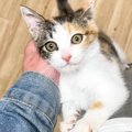 甘えたい『元気いっぱいな子猫』→膝の上をめがけて『ジャンプ』すると…