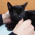 四肢麻痺で命の期限が迫った子猫…救助後に驚きの奇跡が！