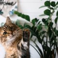 猫を死なせてしまう『危険な植物』4つとその理由　誤飲してしまったと…