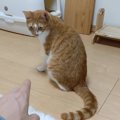 本当は甘えたい…素直になれない猫ちゃんに起きた悲劇