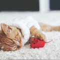 猫がひとりで遊べるおもちゃ5選！使わせる時の注意点