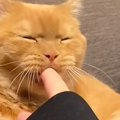 パパに内緒でママの指をカミカミしていた猫…バレそうになって見せた『…