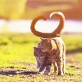 猫の発情期いつから始まるか知ってる？去勢と避妊について解説