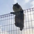 庭に現れた『長毛の大きな猫』と仲良くなったら→現在……心温まる軌跡と…