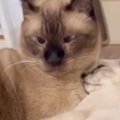 先輩猫のとなりで子猫が『添い寝』していたら…完全に想定外な『爆笑の展開…