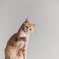 猫がパシパシ『猫パンチ』をしてくるのはどんなとき？一撃に込められ…