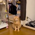 パパに名前を呼ばれてもガン無視する猫→ママが呼ぶと…あまりにも露骨な『…