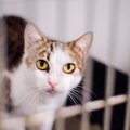 猫の捕獲器をレンタルする方法と注意点、貸出している所