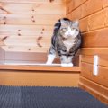 猫は突然『床がふわふわ』になっていたら…まさかの"リアクション…