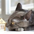 集合住宅で猫を飼う時に注意したい４つの事と近隣に配慮した飼い方