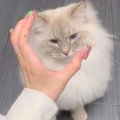 猫に何も言わずに手を差し出してみた結果…まさかの『ご飯のおねだり方…