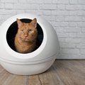 めざせ『ニオわない猫トイレ』！クサいと思ったら試したい5つの消臭対策