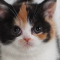 ぬいぐるみのようだった三毛猫→４年後…嘘みたいな『衝撃ビフォーアフ…