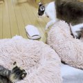 面白可愛い！子猫との初対面に先住猫たちのリアクションは…？『みんな…