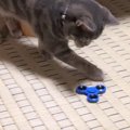 猫ちゃんもハマるハンドスピナーの魅力