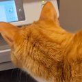 プリンターの中を『じっと覗き込む猫』→勢いよく紙が飛び出してきて……