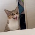 真剣な表情でママに向かって鳴く猫→クローゼットに入っていったかと思…