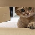 猫ちゃん両替所♪手数料はちょっとお高め！？