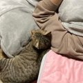 眠っているところを娘にこっそり撮られて……猫４匹の『まさかの配置』…