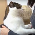 『お薬は嫌ニャ！』飼い主さんから逃げる猫さんたち