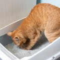 猫のウンチのあとの謎行動『トイレハイ』考えられる4つの理由　放って…