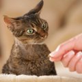 猫にあげてしまいがちな『人間の食べ物』4選　食べさせても大丈夫？知って…