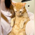 ママのひざで抱っこされるネコ→まんざらでもない様子で…悶絶級に愛おしい…
