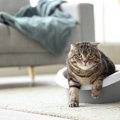 『猫トイレ』を真新しいものに変えるときの注意点3つ　いきなり全交換…