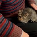 子猫がいる家に『動物苦手なじいじ』が遊びにきた結果…まさかの光景が98万…