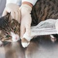 猫の『骨折』よくある3つの原因　室内で事故が起こらないための環境づくりも