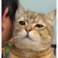 久しぶりに帰ってきたお兄ちゃんに……思い出した猫が見せた『愛おしす…