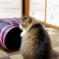 押し入れに入っていった『何か』が気になる猫ちゃん