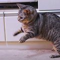 これが本来の姿！？この日だけなぜか活発な猫ちゃん♪