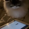 タブレットの画面を見つめる猫→『ネズミ』が出てきた次の瞬間…想像を超え…