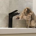 猫が『蛇口の水』に夢中になる理由4選　なぜ流れる水を好むの？お皿では飲…