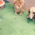 犬に囲まれて育った猫→『フセもマテもできるようになった』けど…まさかの…