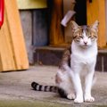 猫が『座った状態で寝る』ときの理由4つ　横にならない理由や心理も解説