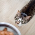 猫が理想としている『食事場所』の条件4つ　整えるべき理由から避けた…