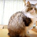 今だけ限定！猫ちゃんのゴロゴロステージ♡