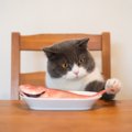 猫についあげたくなる『人の食べ物』7選　カニカマやかつおぶし…あげるの…
