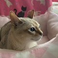 猫が『猫ベッド』で寝てくれない原因3つと対処法