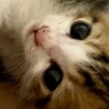 豪雨に流され、『ひとりぼっちになった子猫』→必死に鳴いているところ…